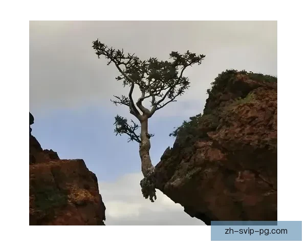 征服高峰：极限挑战与自我突破